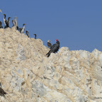 The endangered Turkey Vulture and Pelicans.