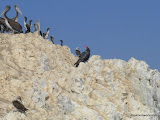 The endangered Turkey Vulture and Pelicans.