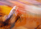 Tina Alvarez "Too Fast for me" Photograph - 1st Place