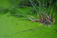 pinoyecofarm penalosa farms_0035.JPG