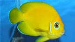 Nouvelle-Calédonie poisson-ange citron
