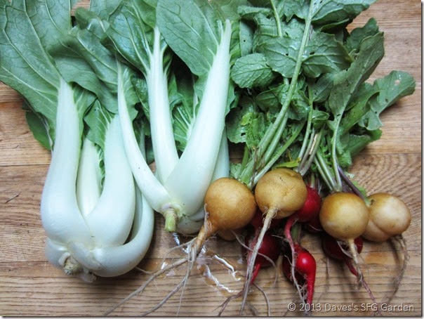 choy&radishes