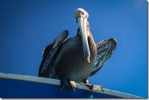 IMG_3743 Pacific Brown Pelican