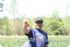 Strawberry picking 010