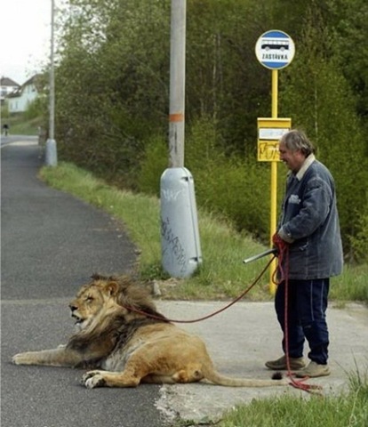 [strange-cats-expain-that-3%255B2%255D.jpg]