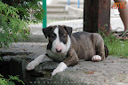 Karmacoma Shadowplay 7 weeks