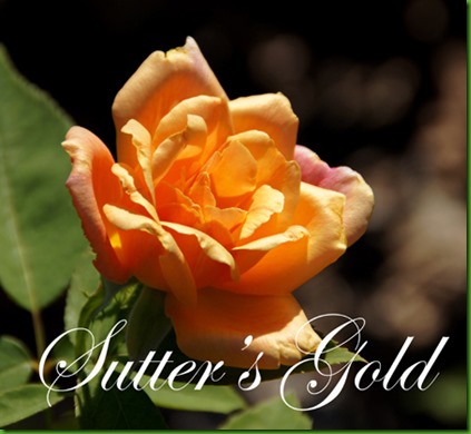 Rosa SUTTERS GOLD