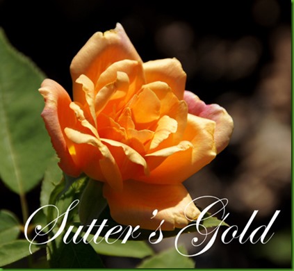 Rosa SUTTERS GOLD Rosa SUTTERS GOLD