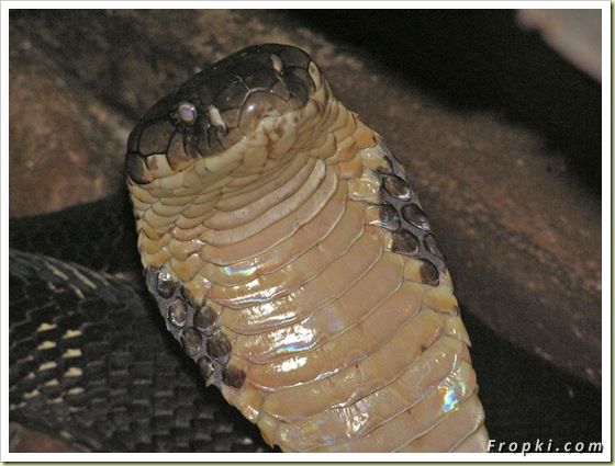 11 Most Poisonous Animals in the World: Box Jellyfish, King Cobra, Marbled Cone Snail, Blue-Ringed Octopus, Death Stalker Scorpion, Stonefish, and the last one is.....