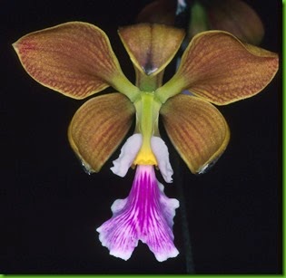 OR Encyclia advena