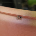Ant