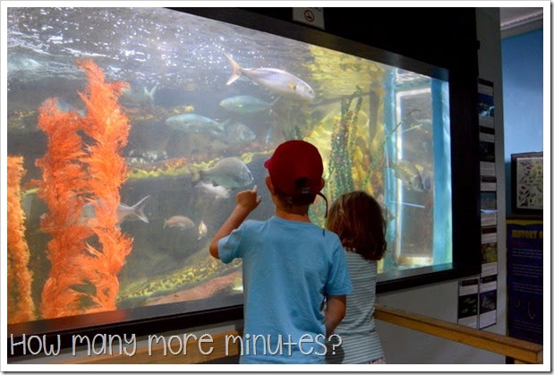 How Many More Minutes? ~ Seahorse World at Beauty Point, Tasmania