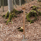 singold-bote_waldlehrpfad-schwabegg_016.jpg