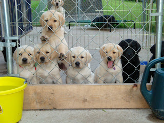 Almost ready for their new "forever homes"
Shiner - Spencer litter