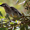 Red Wattlebird 