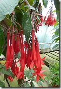 portmore glasshouse red flowers