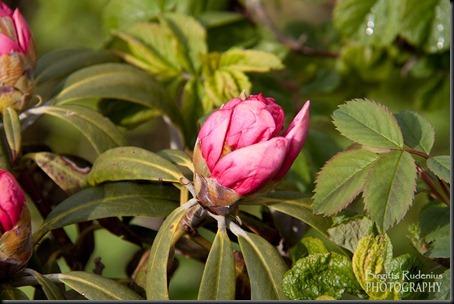 blom_20120516_rhododendron0