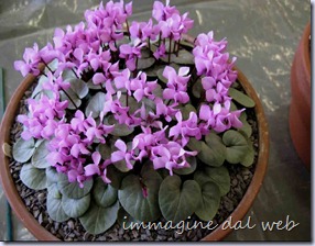 sizedCyclamen coum d&h5536 sizedCyclamen coum d&h5536