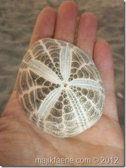 50 sea urchin (480x640)