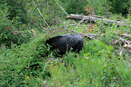 glacier_national_park_-_2009