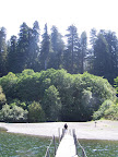 california_sequoia