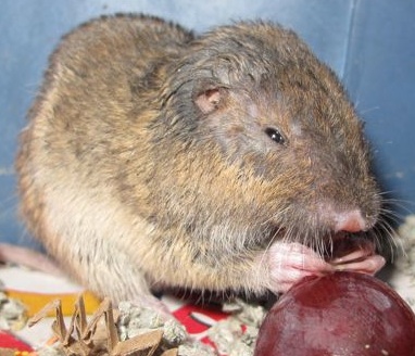 After Firefighter Ric Schultz carefully freed Charlie from the glue trap (with the help of vegetable oil and a plastic spoon)- Charlie got to heal and rest up for his return to the wild. After Firefighter Ric Schultz carefully freed Charlie from the glue trap (with the help of vegetable oil and a plastic spoon)- Charlie got to heal and rest up for his return to the wild.