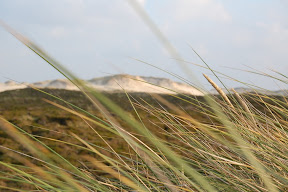 DSC_0411.JPG