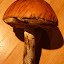 Orange Birch Bolete
www.radicalfish.eu
http://www.skibreezy.com