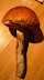 Orange Birch Bolete
www.radicalfish.eu
http://www.skibreezy.com