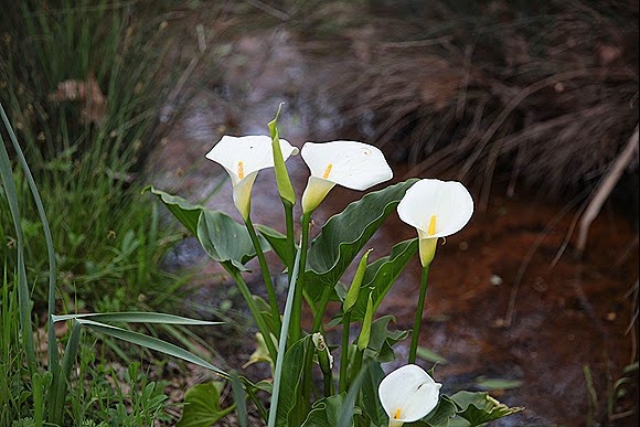 IMG_1837 IMG_1837