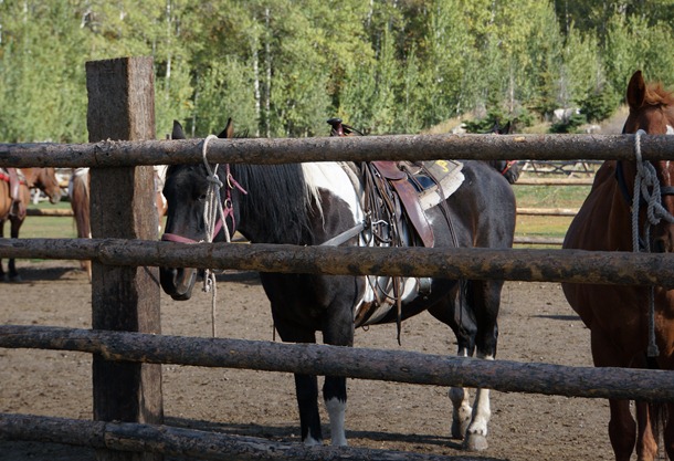 Horseback riding in Jackson Hole