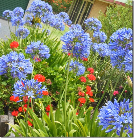 Agapanthus Xmas 2013