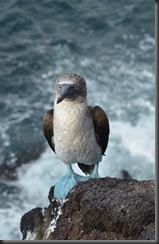 Blue footed booby 4