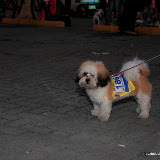 Pet Express Doggie Run 2012 Philippines. Jpg (11).JPG