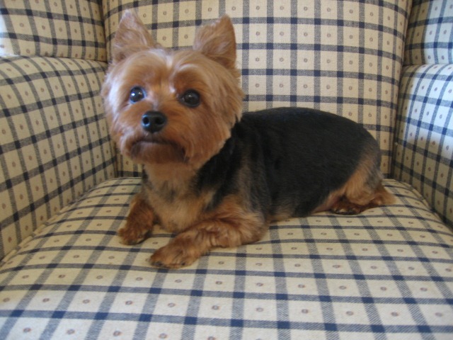[Grooming%2520before%2520and%2520afters%2520018%255B2%255D.jpg]
