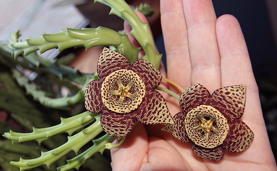 [111223_orbea-variegata514.jpg]
