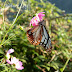 Nymphalidae%25252c%252520parantica%252520sita%25252c%252520chestnut%252520tiger