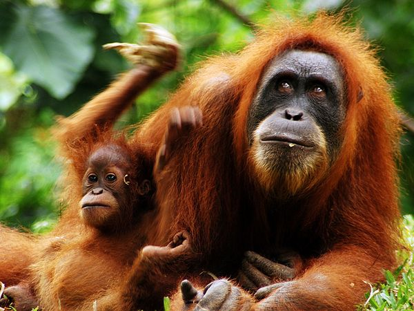 A baby Indonesia orangutan leans against an adult. Orangutans are native only to Indonesia and Malaysia. The endangered great apes have lost much of their habitat to deforestation. Photo: Stanislav Fosenbauer / My Shot