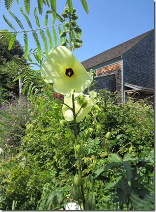 Okra blossom