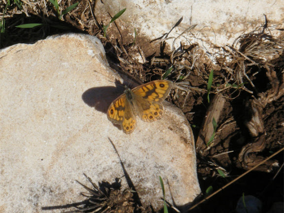 2011_10090032a_lasiommata megera.jpg