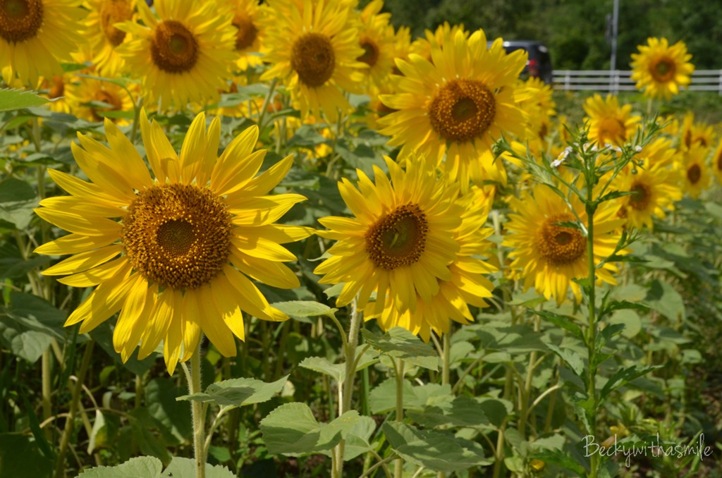[2013-08-22%2520Sunflowers%2520023%255B3%255D.jpg]