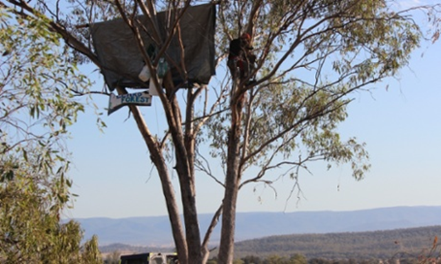 An activist hangs a sign in a tree in a protest against the development of the Maules Creek coalmine near Boggabri in north-west New South Wales, Australia on 13 January 2014. Photo: AAP