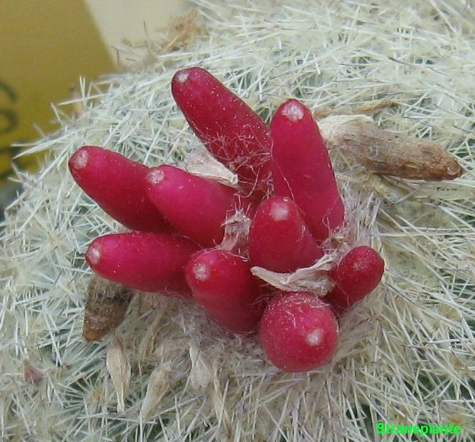 [Epithelantha-dickinsionae-micromeris.jpg]