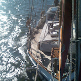 Sea Dragon
