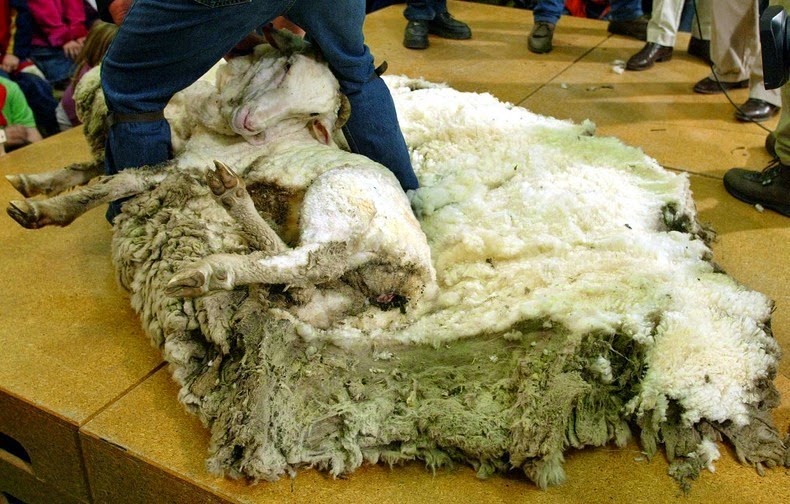 shrek-the-sheep-4 shrek-the-sheep-4