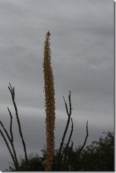 065