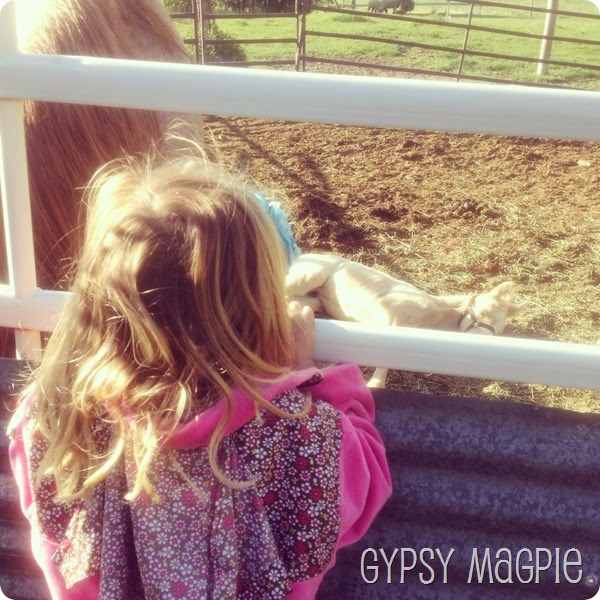 Peeking at Chief Gypsy Magpie