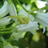 Misumena vatia - a crab spider waiting to catch anything coming to pollenate the flower she's on