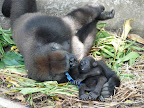 Limbe Wildlife Center