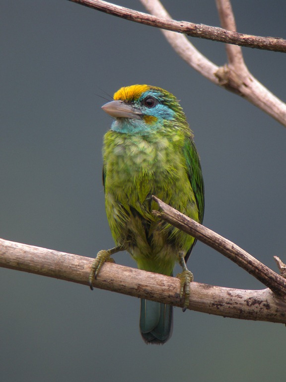 [barbet2%2520ad%255B5%255D.jpg]